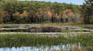 Beaver Dam on New England Trail FEATURE