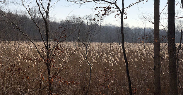 Bog View on Ives Trail