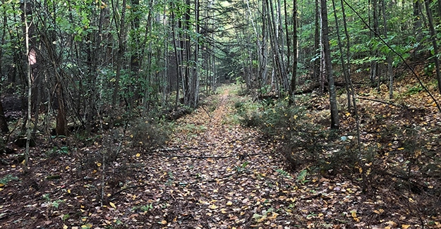 Faint New England Trail