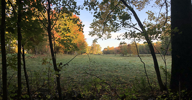 Fall Meadow on the Trail