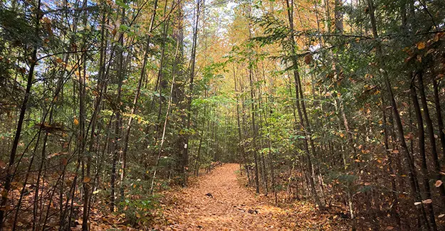 Fall Hiking on the New England Trail