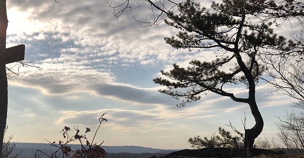 Lone Pine on Ives Trail