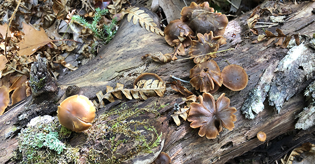 Small Button Mushrooms on the New England Trail