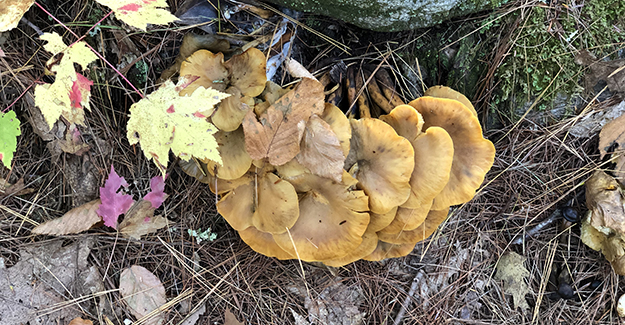 New England Trail Mushrooms Not Edible