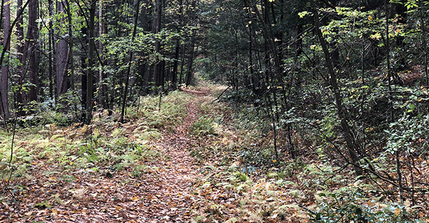 Dark Forest Trail on Ridge