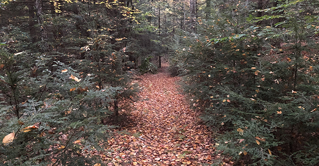 Dark Trail Near Swamp