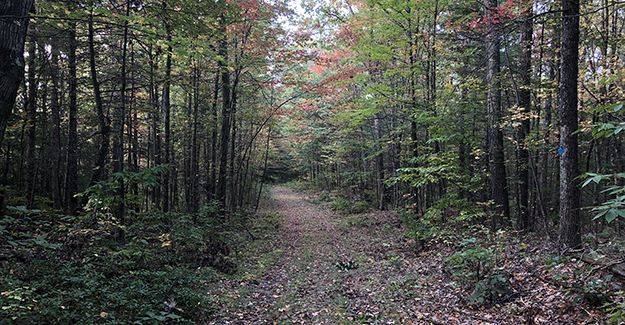 More Unused Trail Near Amherst