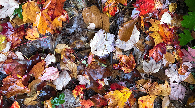 Fall Colors on the New England Trail in Massachusets