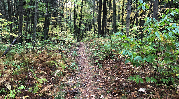 New England Trail leaving Amherst in the Rain