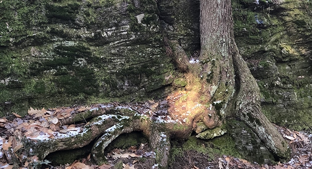 Embedded Tree in Rock