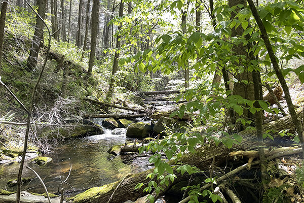 Dean's Ravine along trail