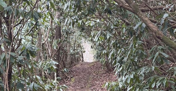 Rhododendron Tunnel on the BMT Trail