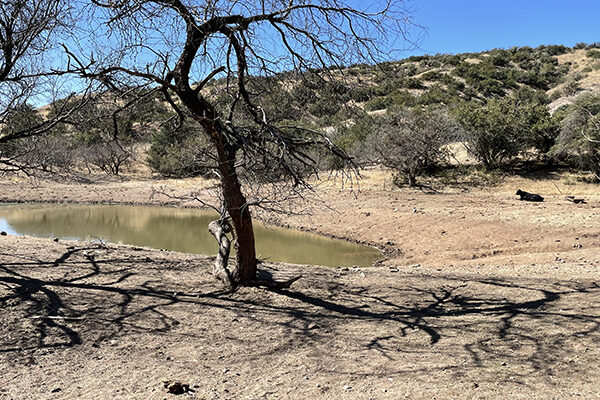 Cow tank past Temporal Gulch Trailhead