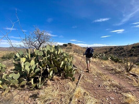 Average Hiker near prickly pear cactus on the Arizona Trail.