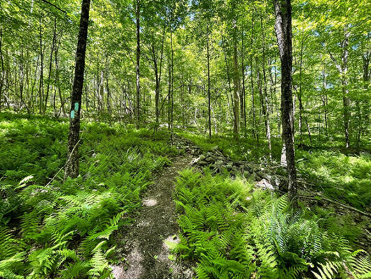 Loop Trail with Ferns Down Near the Creek