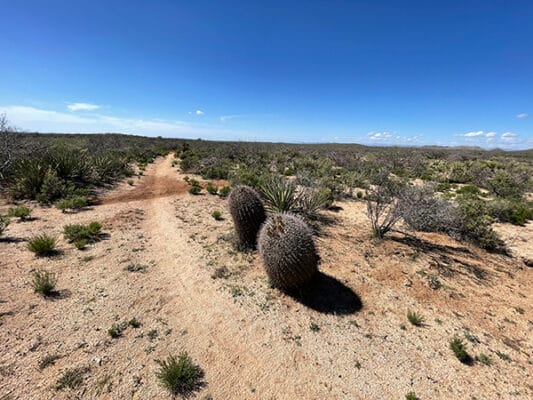 Barrel cactus on the Arizona Trail