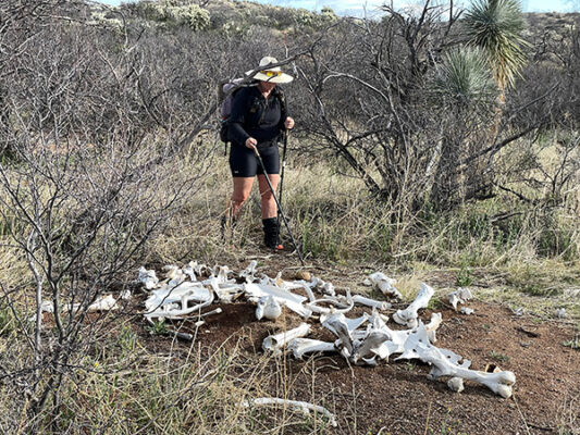 Skeleton of a cow off the AZT with Cricket examining it.