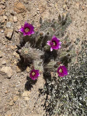 These are cactus flowers along the trail.