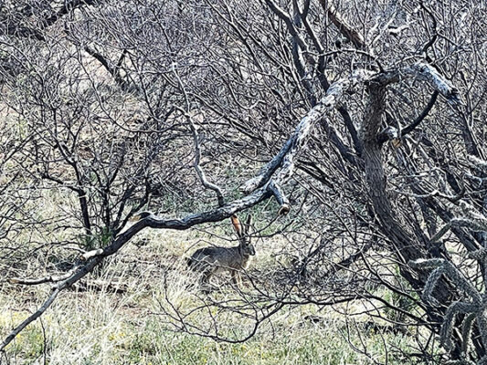 Jack Rabbit on the Arizona Trail