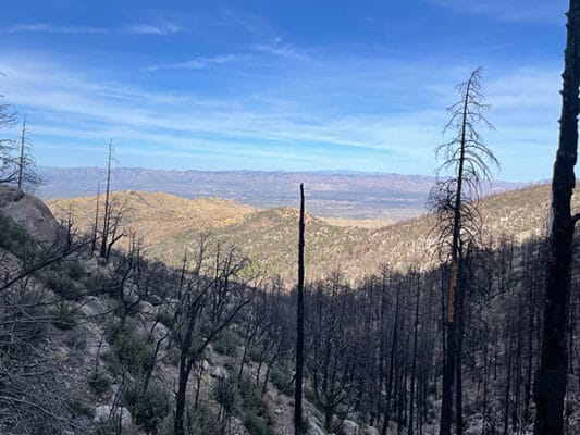 Burn area on east side of Mount Lemmon