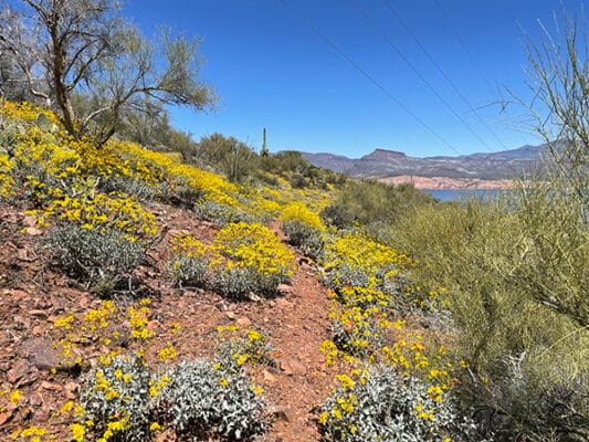 Wildflowers along trail above the lake