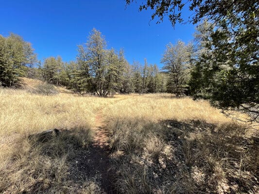 Arizona Trail through the meadows