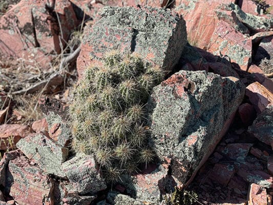 Rock around a desert cactus on the AZT