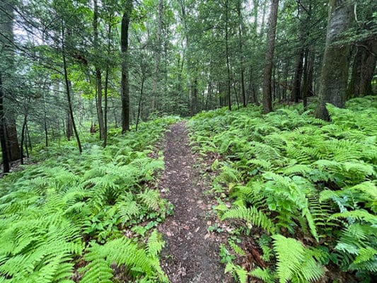 Trail with ferns in the Hidden Valley Preserve