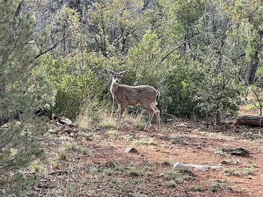 Small, docile Doe on the Arizona Trail near Pine, AZ