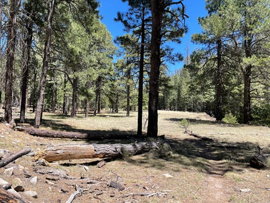 Ponderosa forest and AZT Trail on the plateau