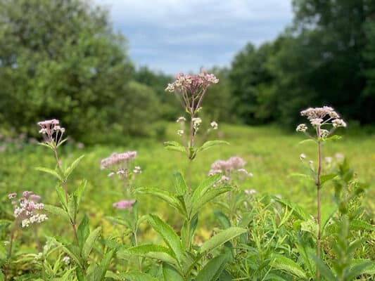 Wildflowers in the Hidden Valley Preserve