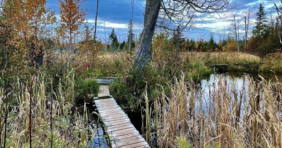 Marsh on the Superior Trail