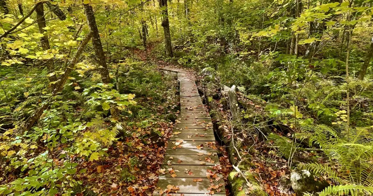 Leaf-covered boardwalk on the Superior Trail.