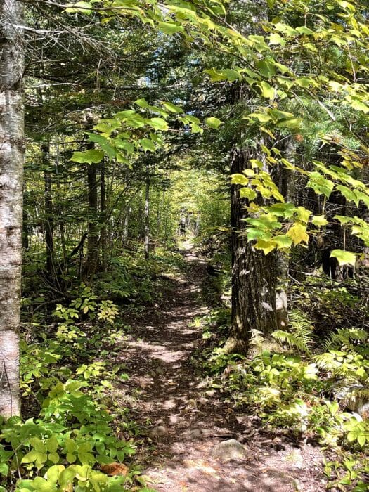 Trail past Pincushion Mountain