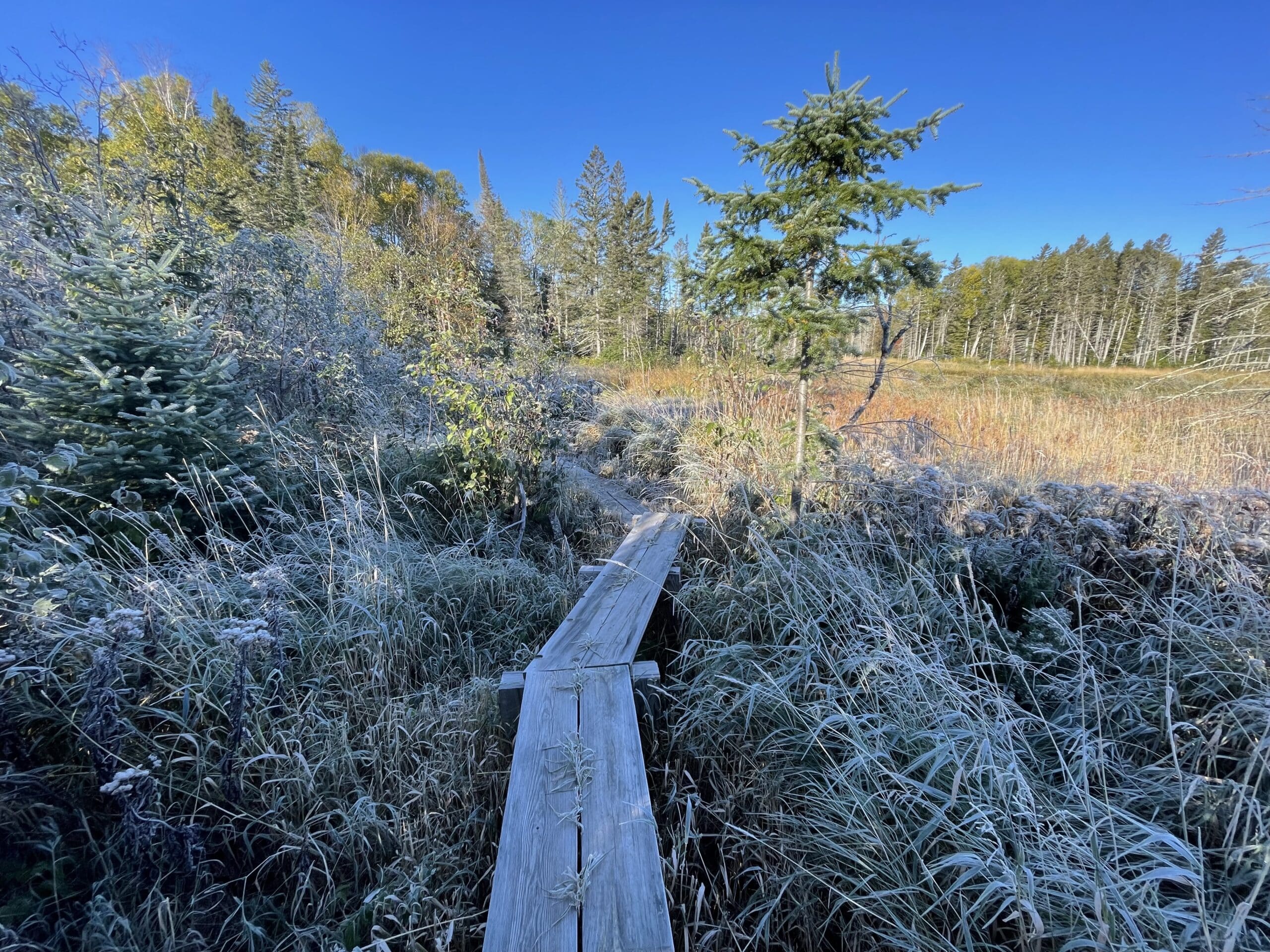 Frosty bog foot bridges on the trail.