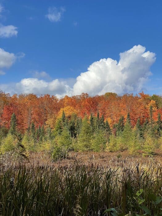 Fall foliage on the Superior Trail near Sonju Lake.