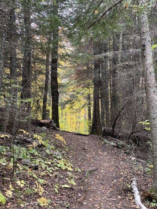 Bright foliage through the Spruce on the Superior Trail.