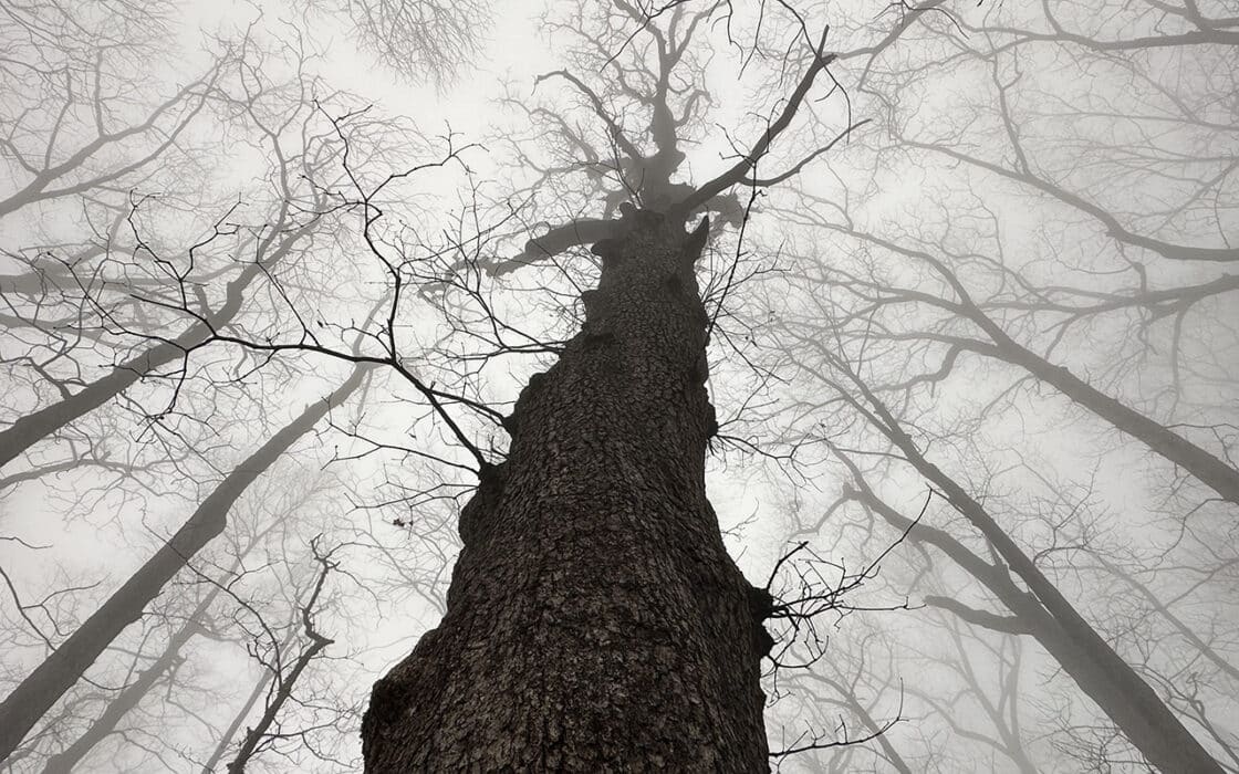 Ghost trees in the fog on the Appalachian Trail in the South