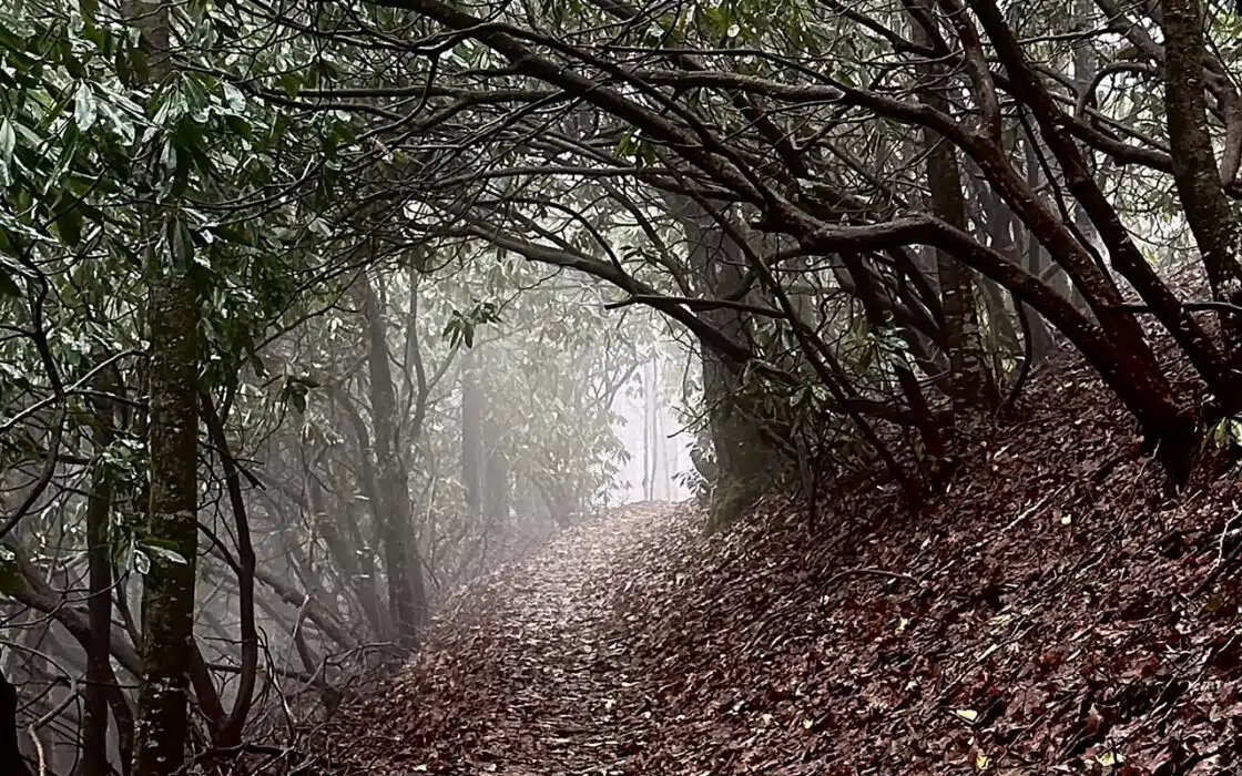 Rhododendron tunnel on Appalachian Trail in North Carolina